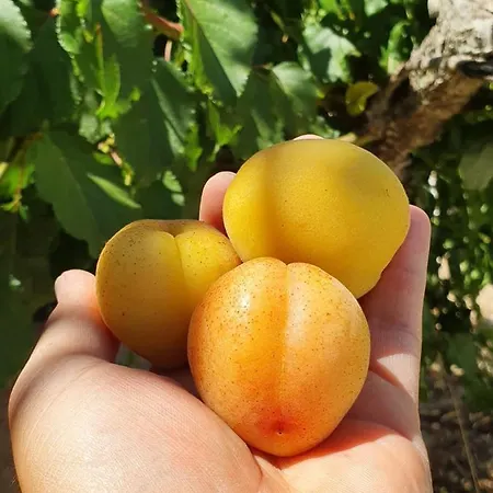 Trullo Oasi Veronica