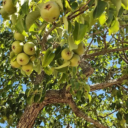 Trullo Oasi Veronica *