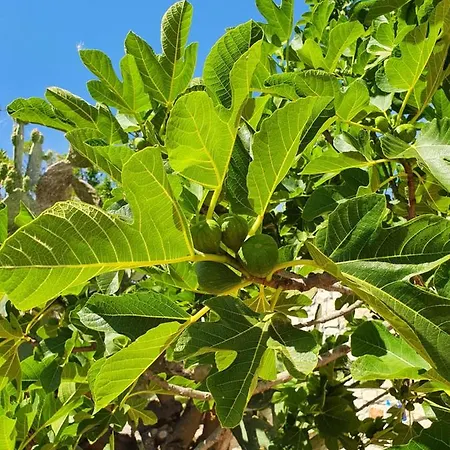 Trullo Oasi Veronica * Ostuni