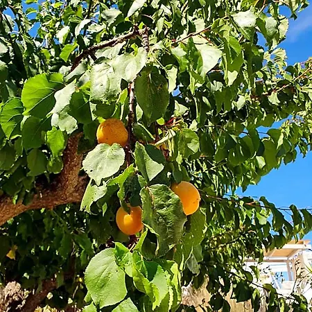Trullo Oasi Veronica Vila *