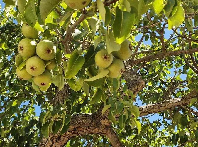Trullo Oasi Veronica *