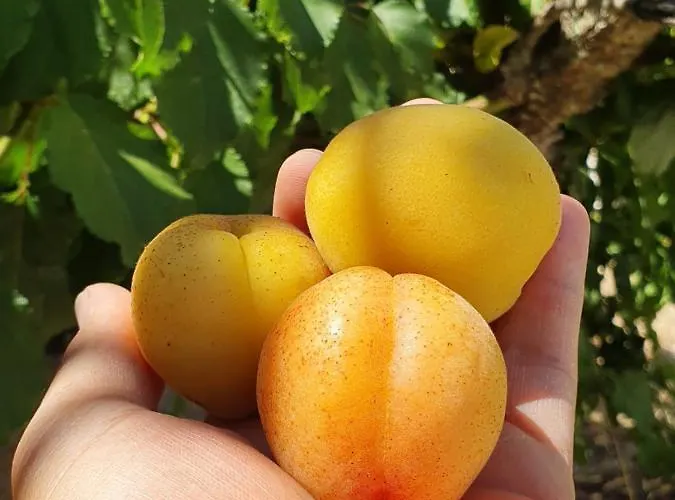 Trullo Oasi Veronica