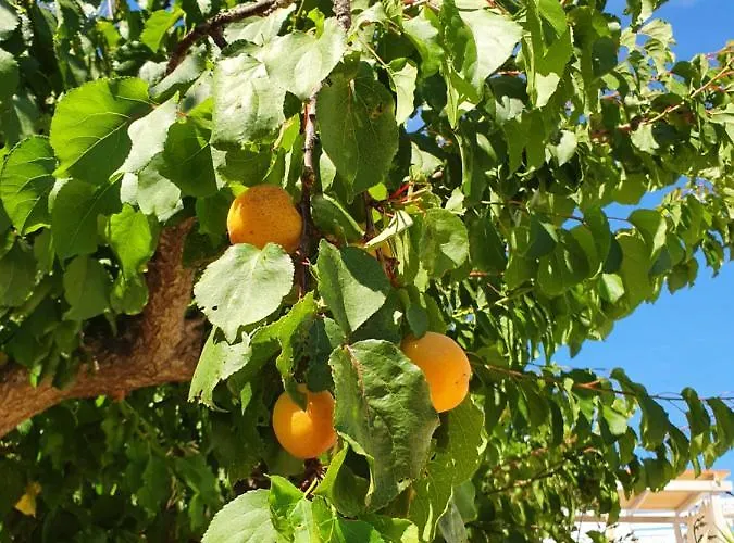 Villa Trullo Oasi Veronica Ostuni