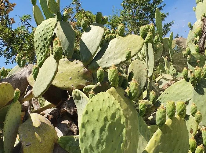 Villa Trullo Oasi Veronica *