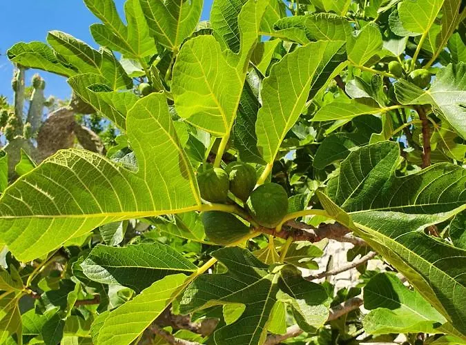Trullo Oasi Veronica * Ostuni